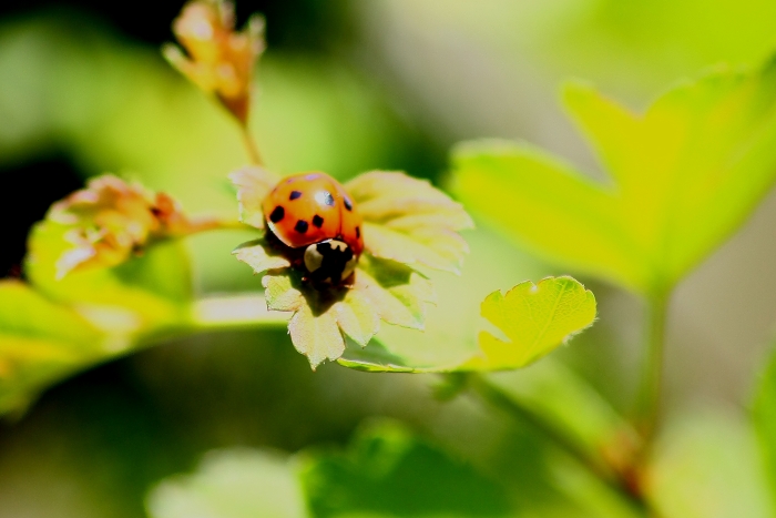 Coccinelle da ID